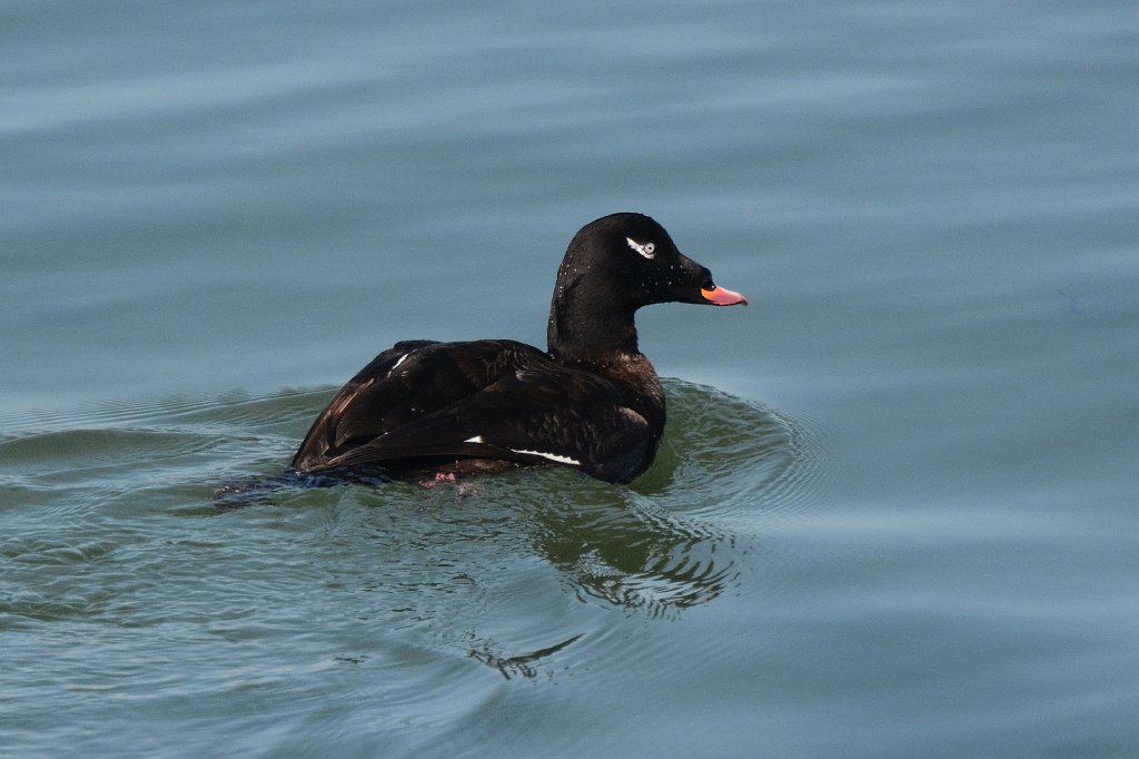 Duck, White-winged Scoter, 2016-03175347 Eastern Point Lighthouse, Glocester, MA.JPG - White-winged Scoter. At the Eastern Point Light Hopuse, Glocester, MA, 3-17-2016